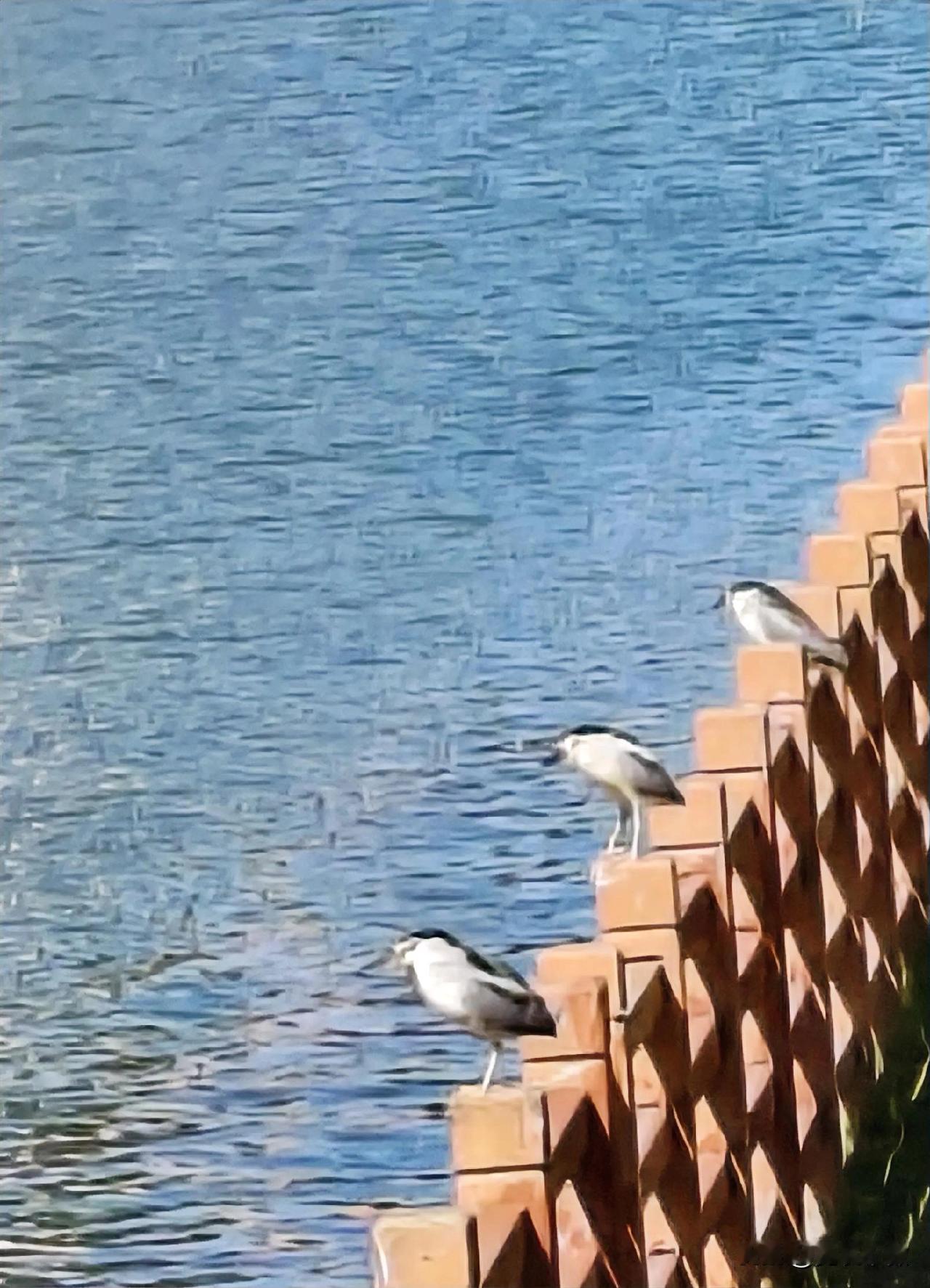 春天来临，熬过寒冬的鸟儿们纷纷归来。看呐！它们整整齐齐地站在河边的护栏上，一双双