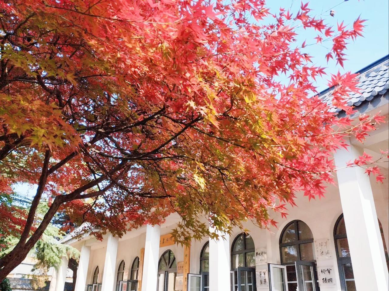 可以分享一张秋景的树叶的照片吗？这是纺织公园里的一棵五角枫，大家都叫它电影树，因