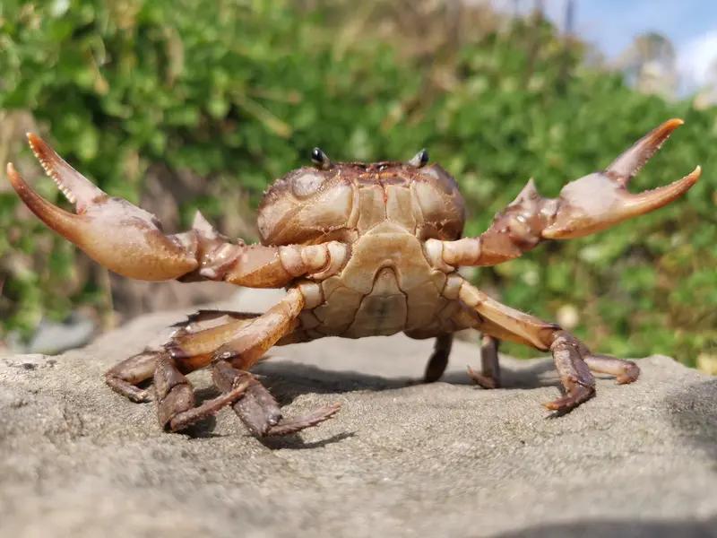 摆摊卖残蟹遭同行砸摊，却日入5000！缺腿螃蟹爆火，真相太解气
 
南京菜市场的