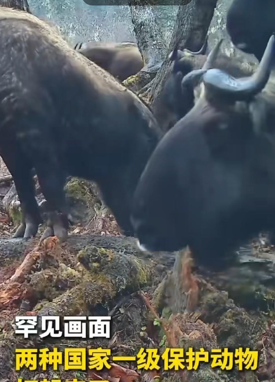 6月3号，新华社公布了一段影像——将近十分钟的真实围猎，看得人头皮发麻。这不是电