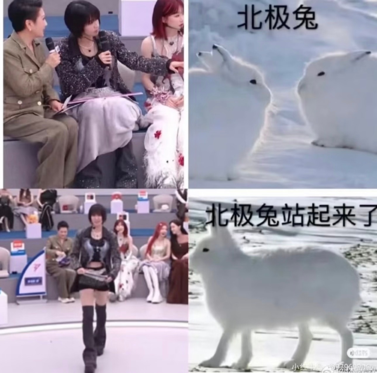 曾沛慈  曾的在乘风 小慈不是北京兔，是北极兔啦，duang大也超级可爱