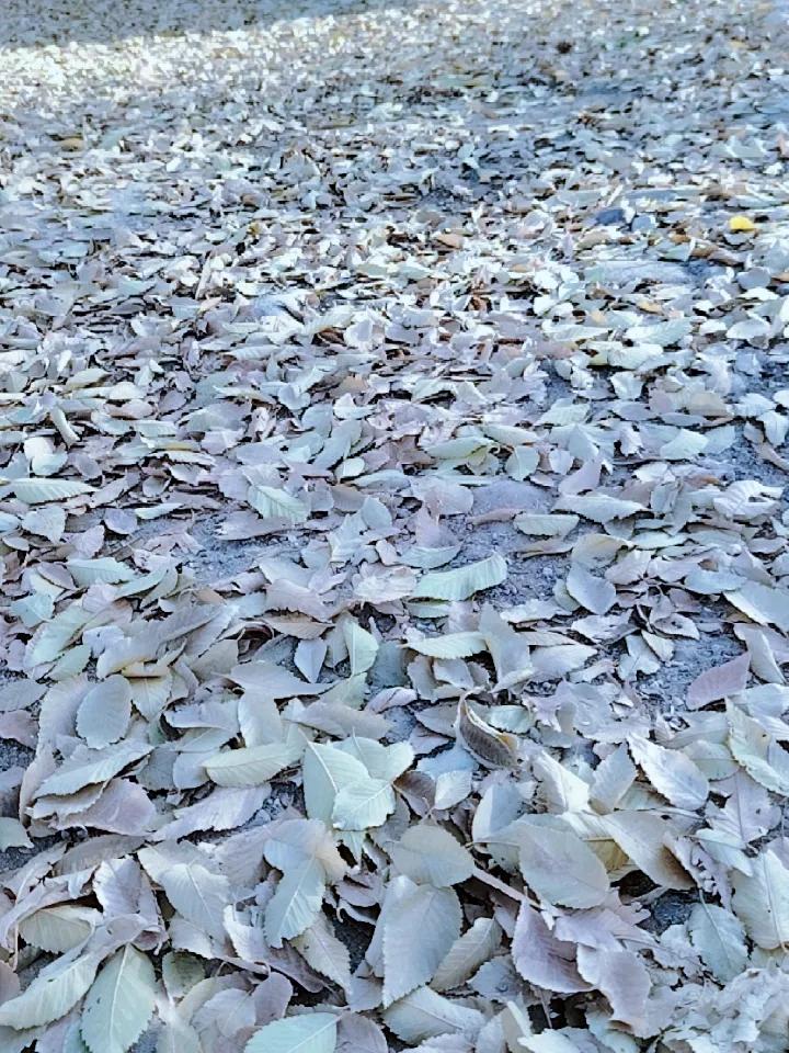 冬日生活打卡季冬天来了，落叶满地