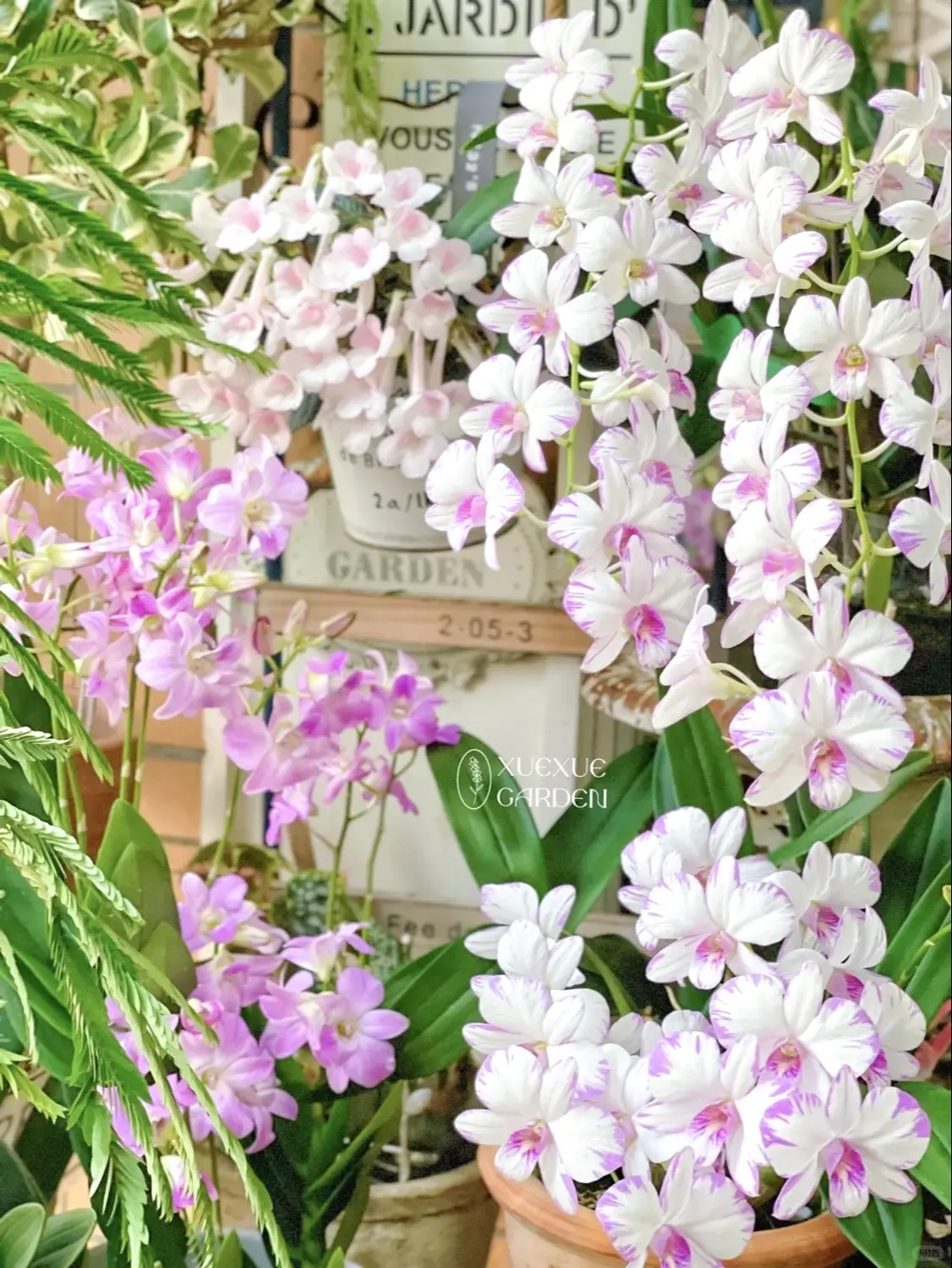 两广封闭阳台，3.5㎡种花80盆。广州花友XUEXUE的花园，在家中只...