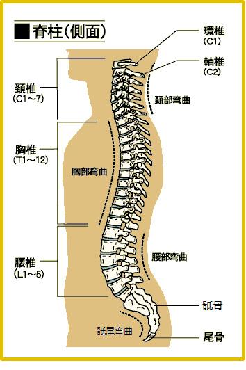 站桩、八段锦对脊椎、腰肌有好处，但并不能治好腰突

有一种说法很流行，就是站桩只