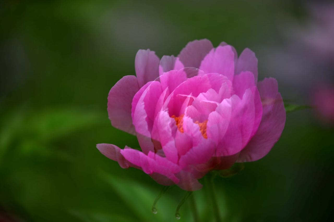 《芍药花开》
殿春羞却牡丹姿，
绰约天真烂漫时。
蜂蝶纷纷争相看，
香风醉客惹人