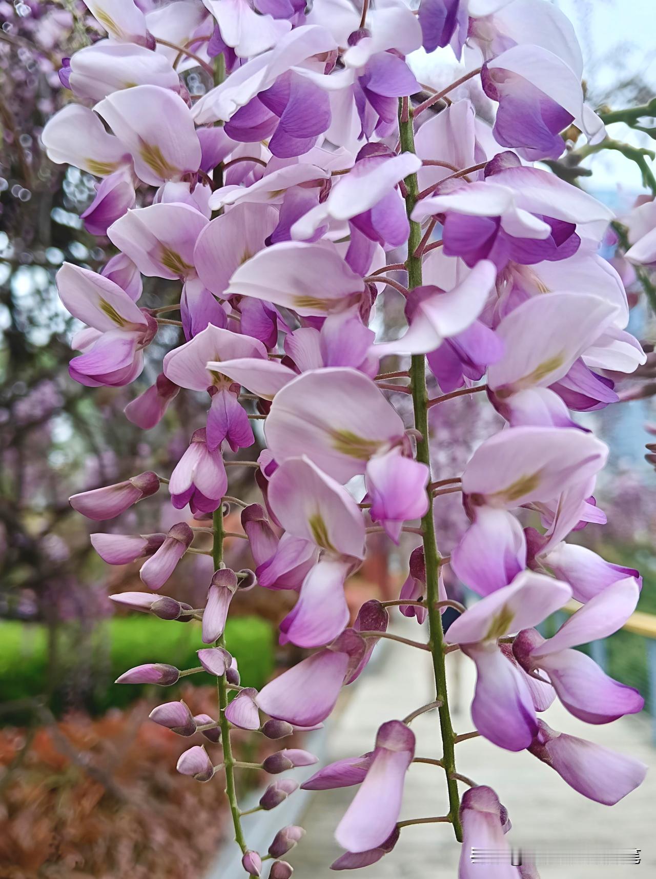 孝感槐荫公园的紫藤开花了。

那架滚子河桥上的老藤，枝条是深褐色的，虬曲着、盘绕