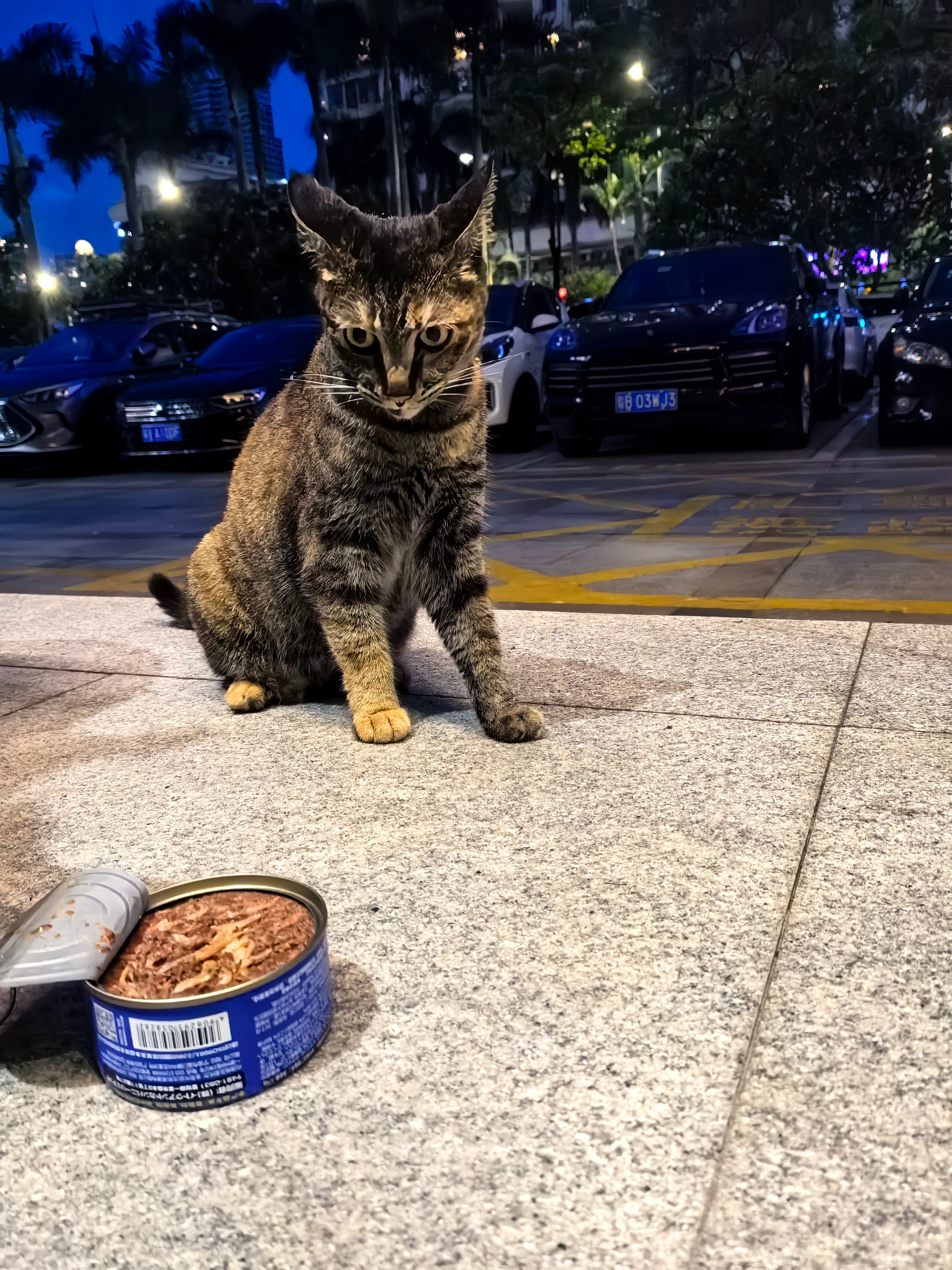 我们小麻雀的端午节大餐已经开始了，你的开始了吗？。。流浪猫端午节 深圳