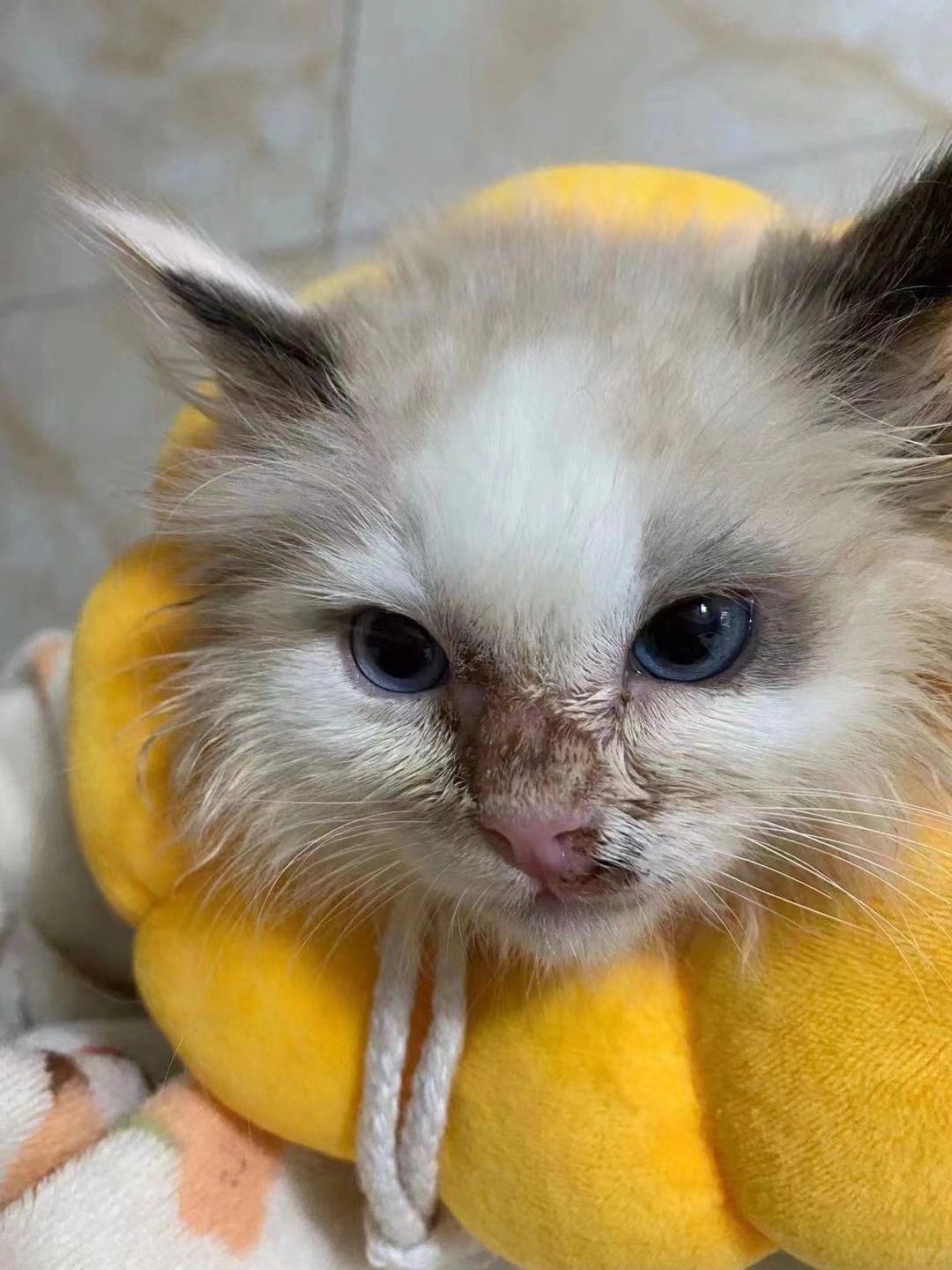猫咪猫癣皮肤病 前后对比·堪比整容