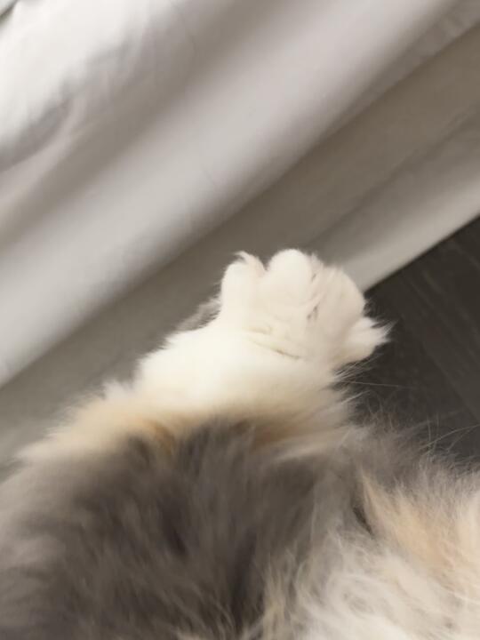 咪咪短点腿还会开花
