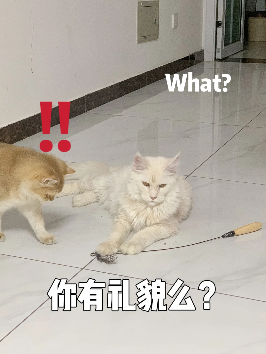 🌟如何挑选适合你的猫咪品种？