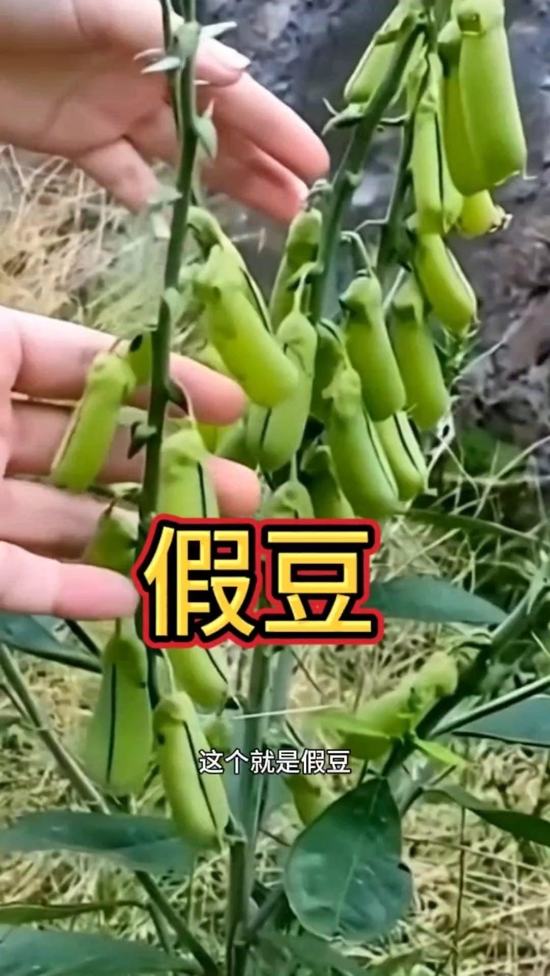 🌱这个就是假豆，估计很多人没见过。小时候奶奶会把它砍回家煮水，然后用来清洗。
