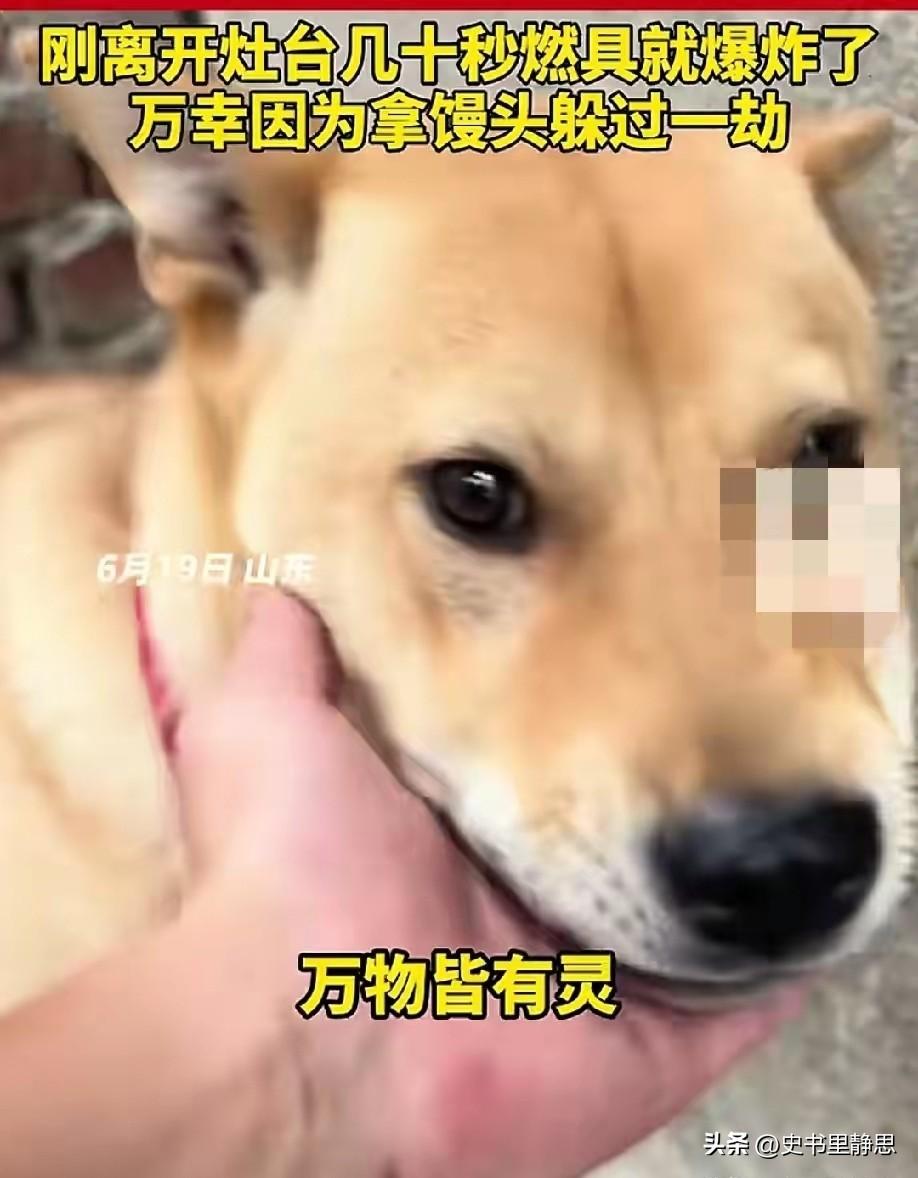 6 月 19 日，山东一男子在家煮粽子时，家里的大黄狗突然狂叫不止，主人以为是大