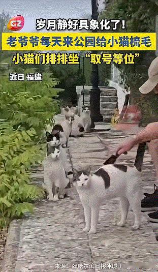 火上新华社了。
近日，黑龙江一处公园出现了一群流浪猫，令人傻眼的是，这群猫咪会自