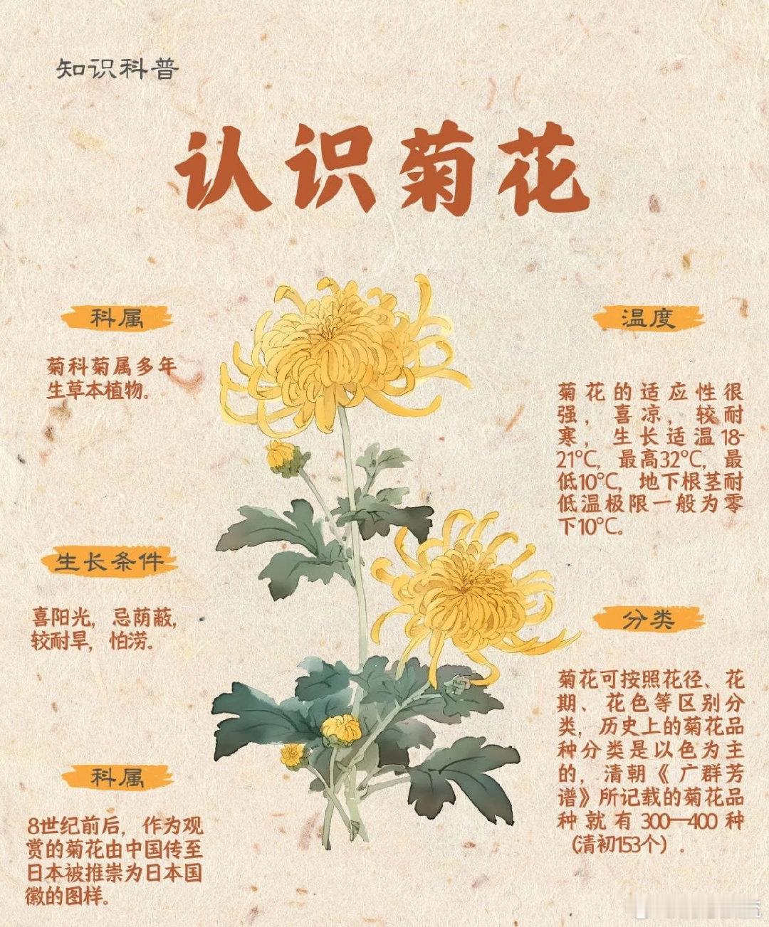 以为一朵花其实是一大家子菊菊花每一片花瓣都是一朵小花 被菊花的结构惊到！外围小花