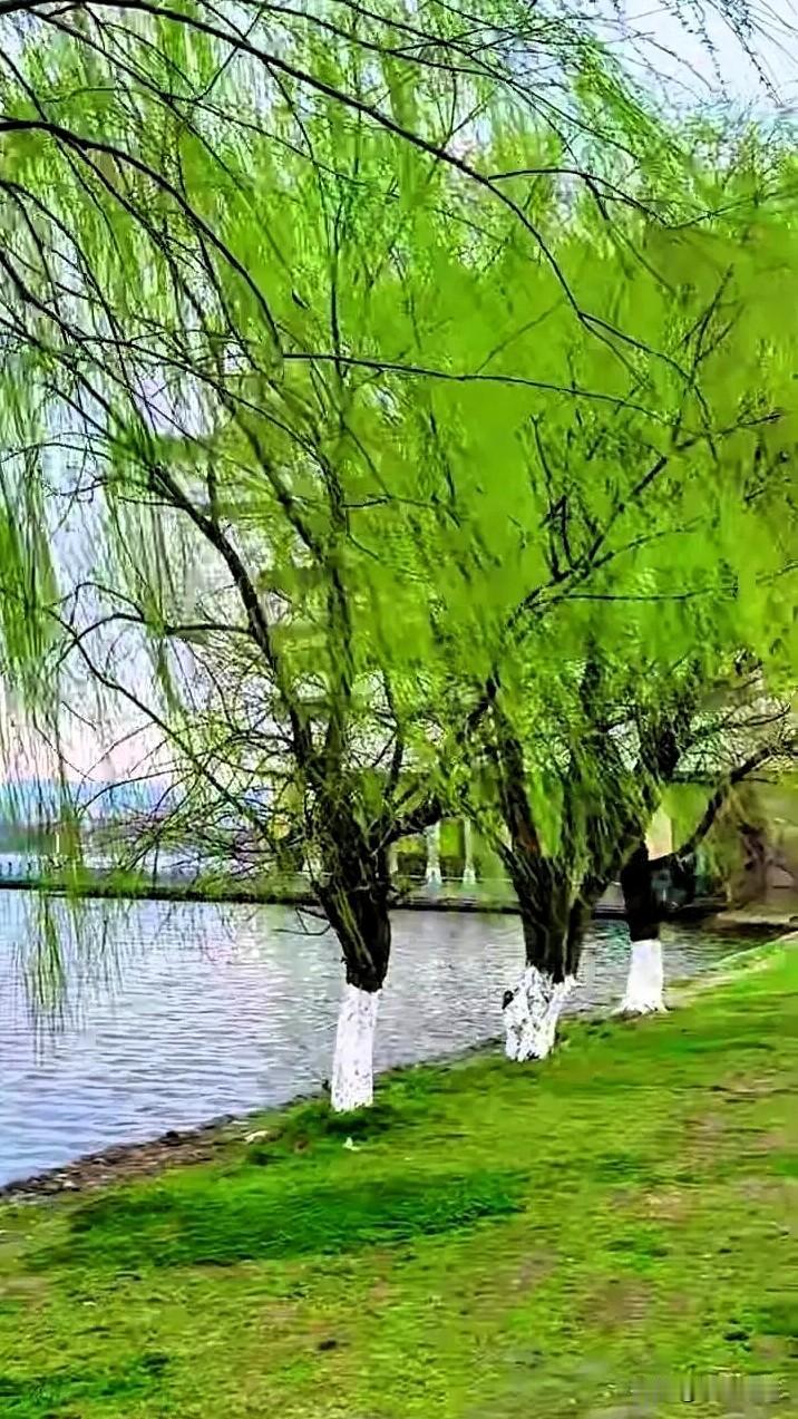 《七律.春日》
三韵皆通，押十五删。
东风送暖入乡间，
百草争妍意自闲。
岸柳垂