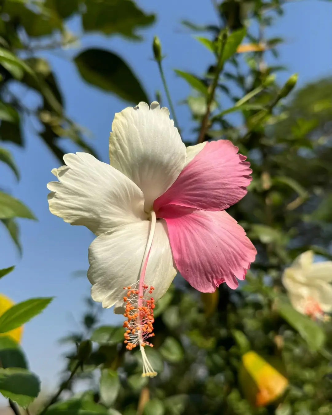 🌺邂逅扶桑花，遇见生活中的绚烂之美🌺