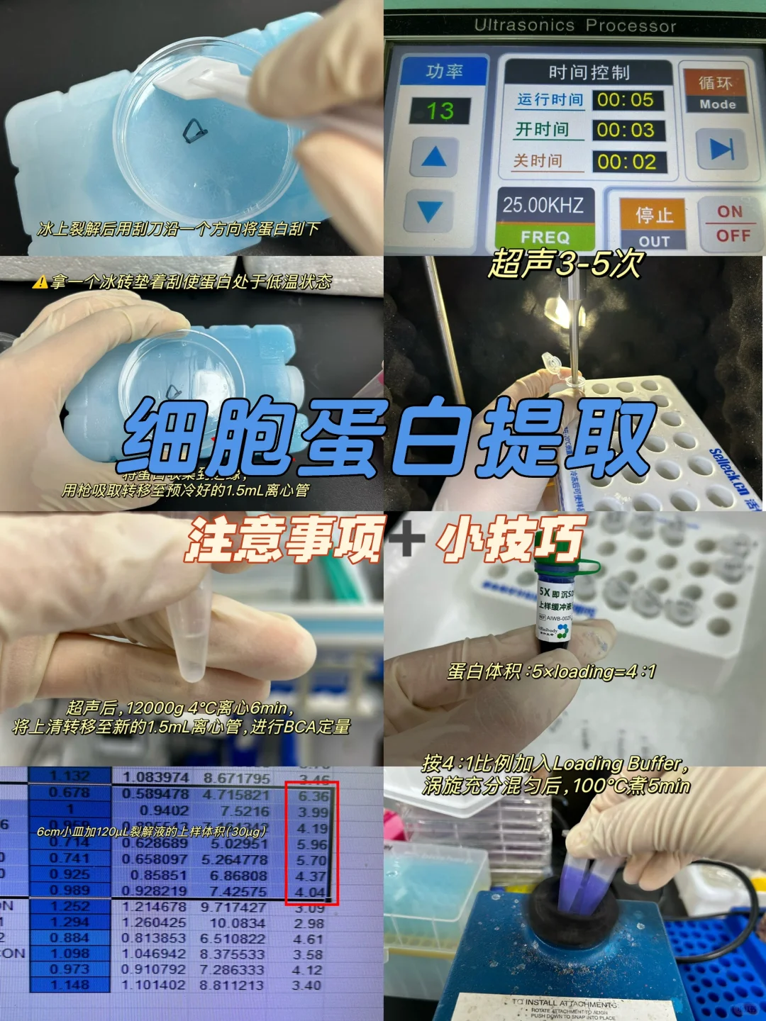 提好蛋白是做好WB实验的第一步❗