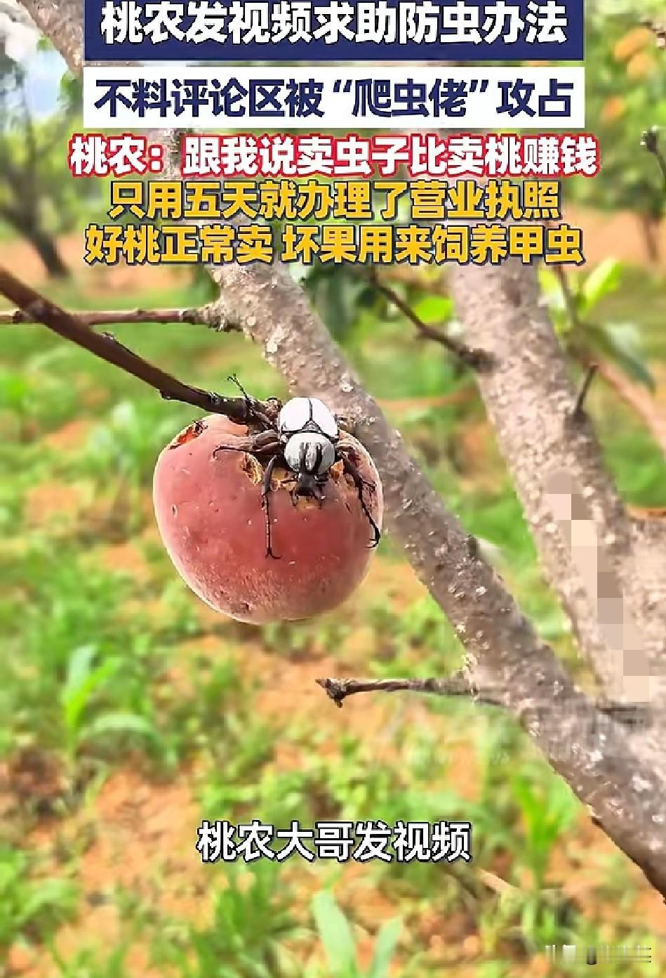 本来以为遇上虫害

要亏本

结果硬生生闯出一条新路子！

云南这位桃农，桃树被