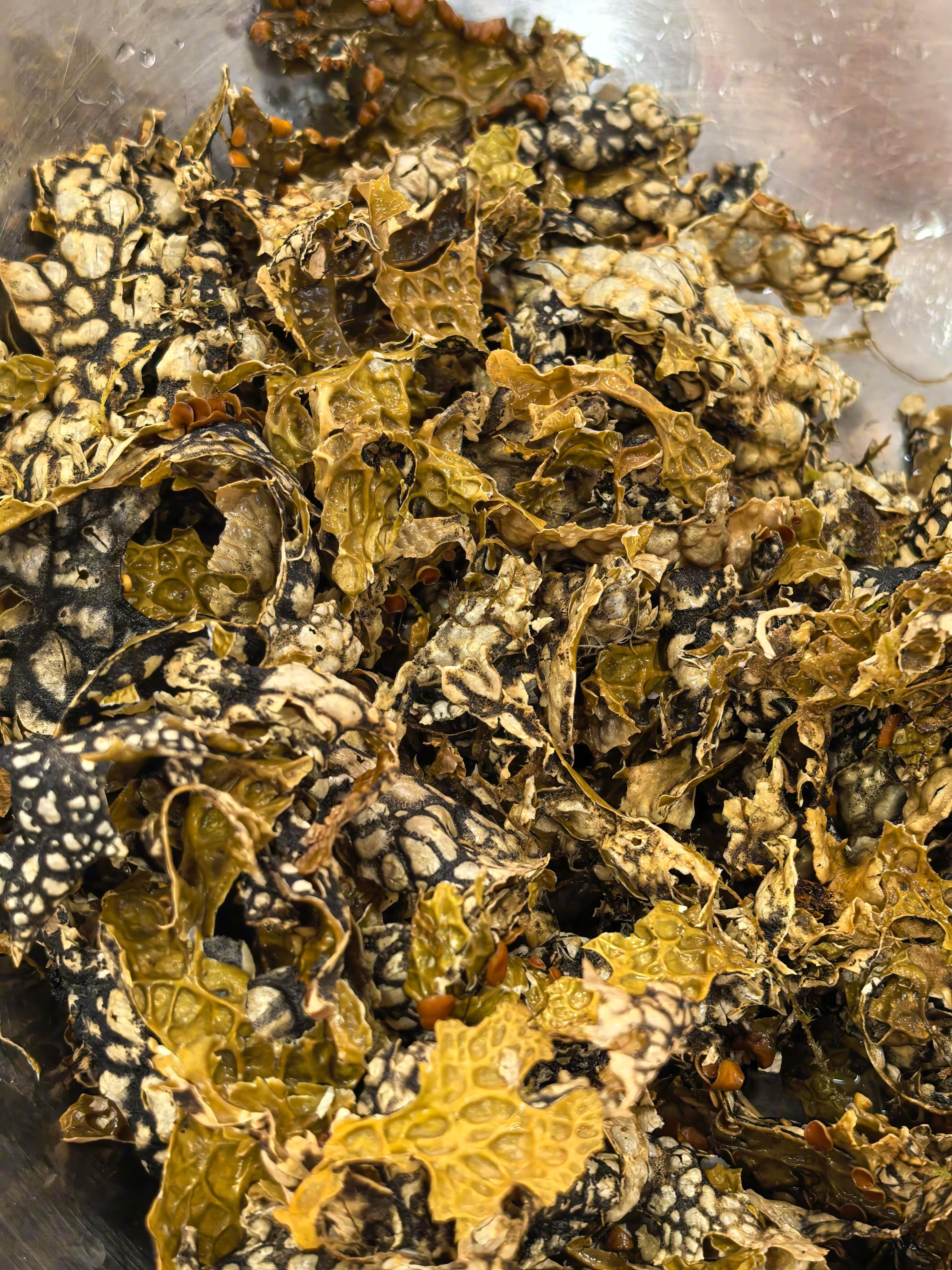 云贵川渝做面包很有巧思 