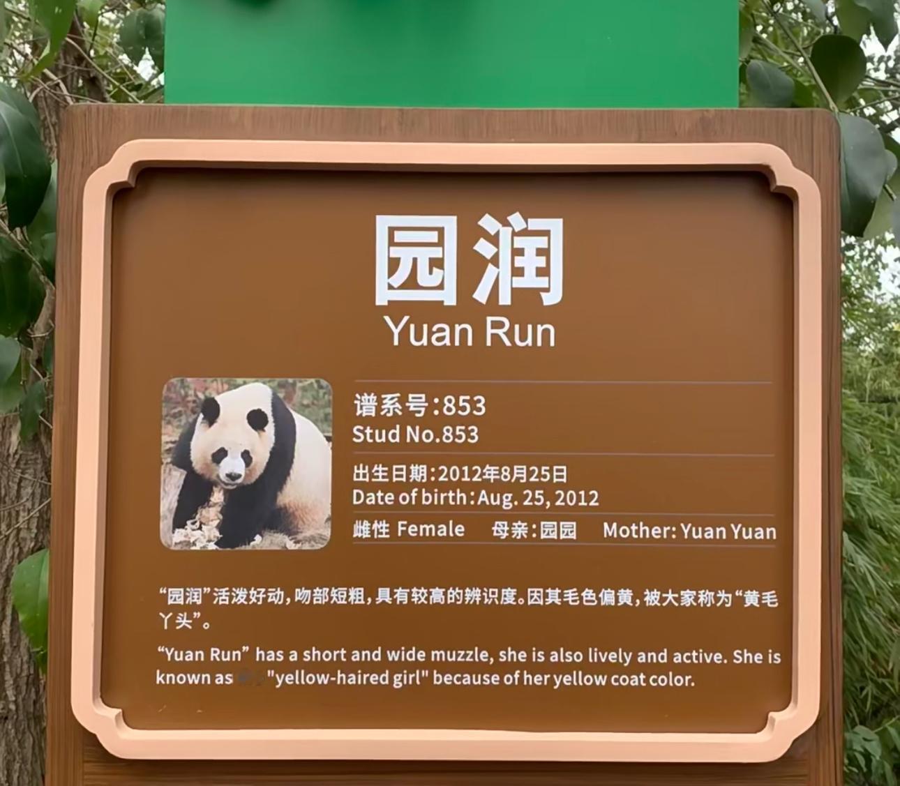 小狗原来生的是龙凤胎啊，还是在自己生日这天生的笑死[笑cry]，又多了两个可爱的