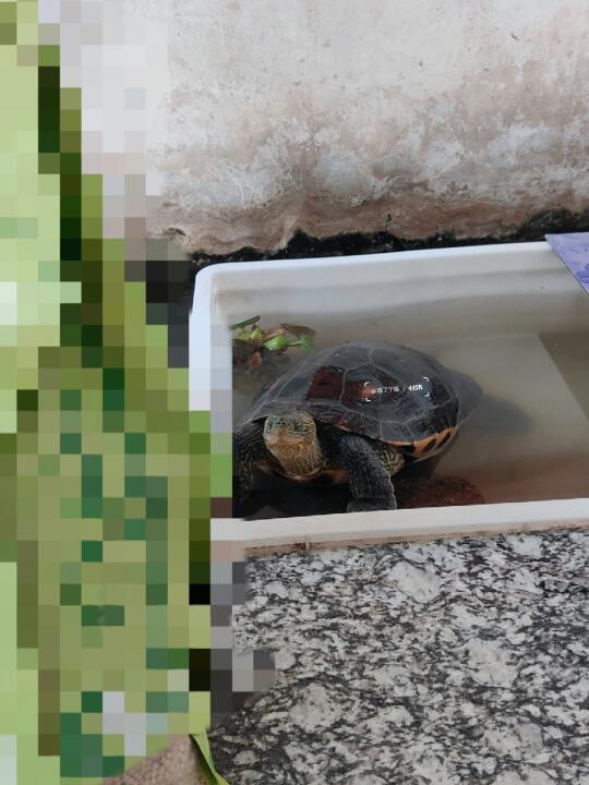 这一刻 龟都显得迷你又小只