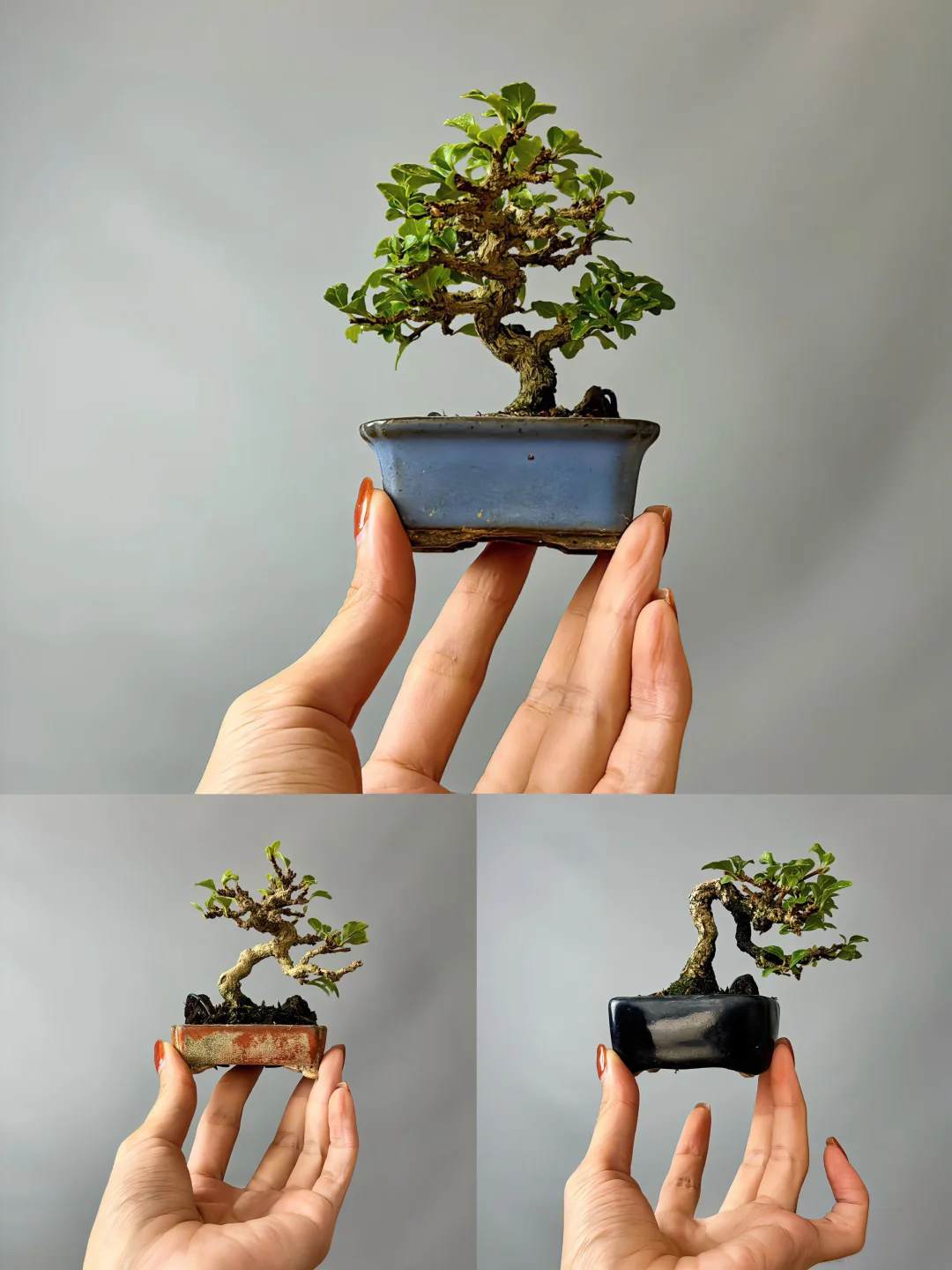 三颗香枫，美到了我心坎上