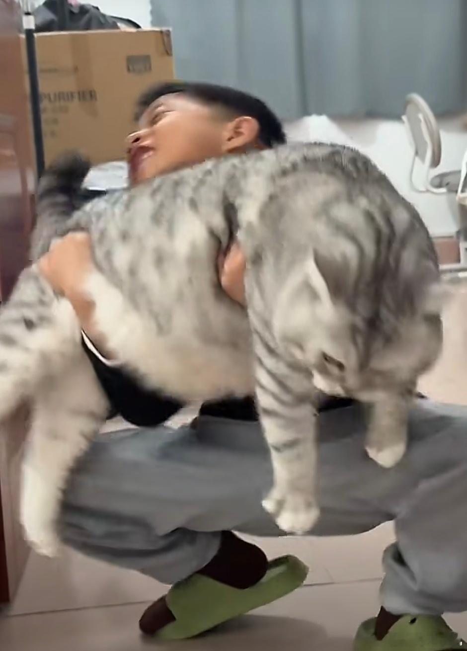 猫挺好的就是人买小了哈哈哈，感觉猫站起来比他都高，目测有30多斤重
