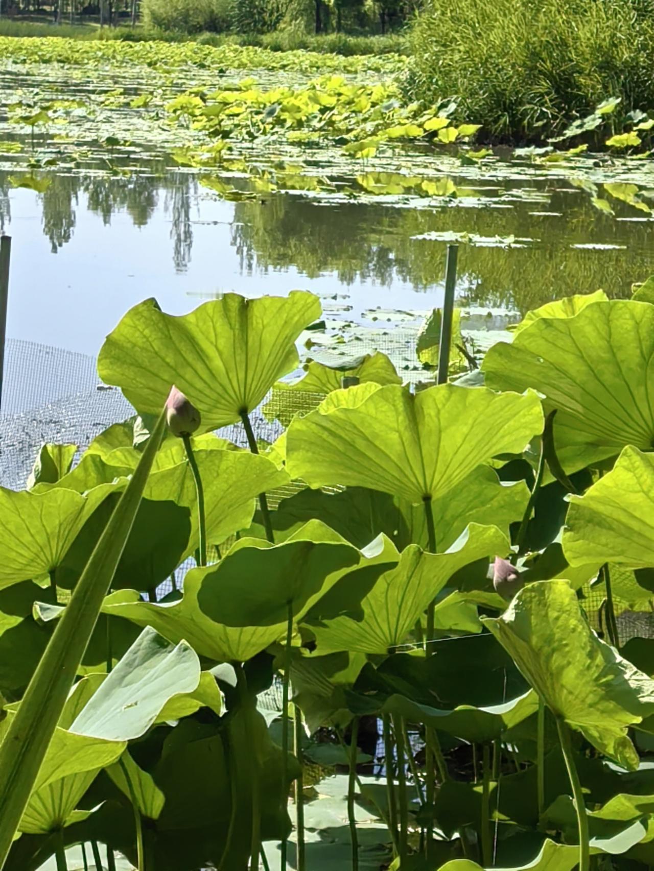 六月初的荷花苞就像儿童一样含苞待放

花苞蓄满夏的诺言，总在恰好的时节捧出清圆。