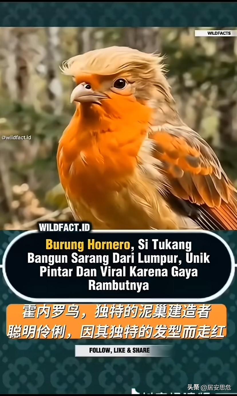 霍内罗鸟又名“会飞的川普”