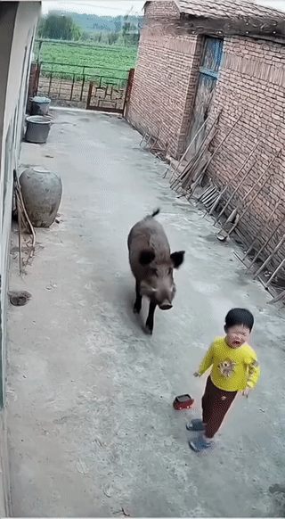 一头野猪突然闯进院子里把正在玩耍的孩子都给吓哭了！
幸亏家里养的小狗及时出现赶走