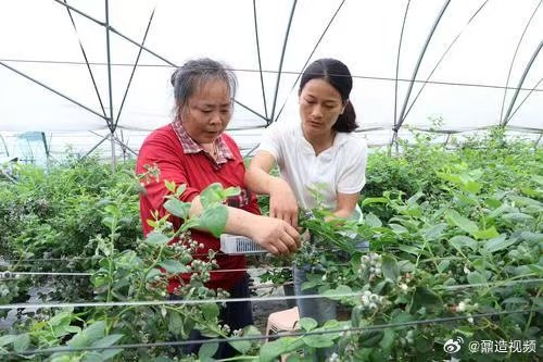 【上饶蓝莓喜丰收 】5月20日，上饶市广信区清水乡六百亩蓝莓迎来成熟采收期，工人