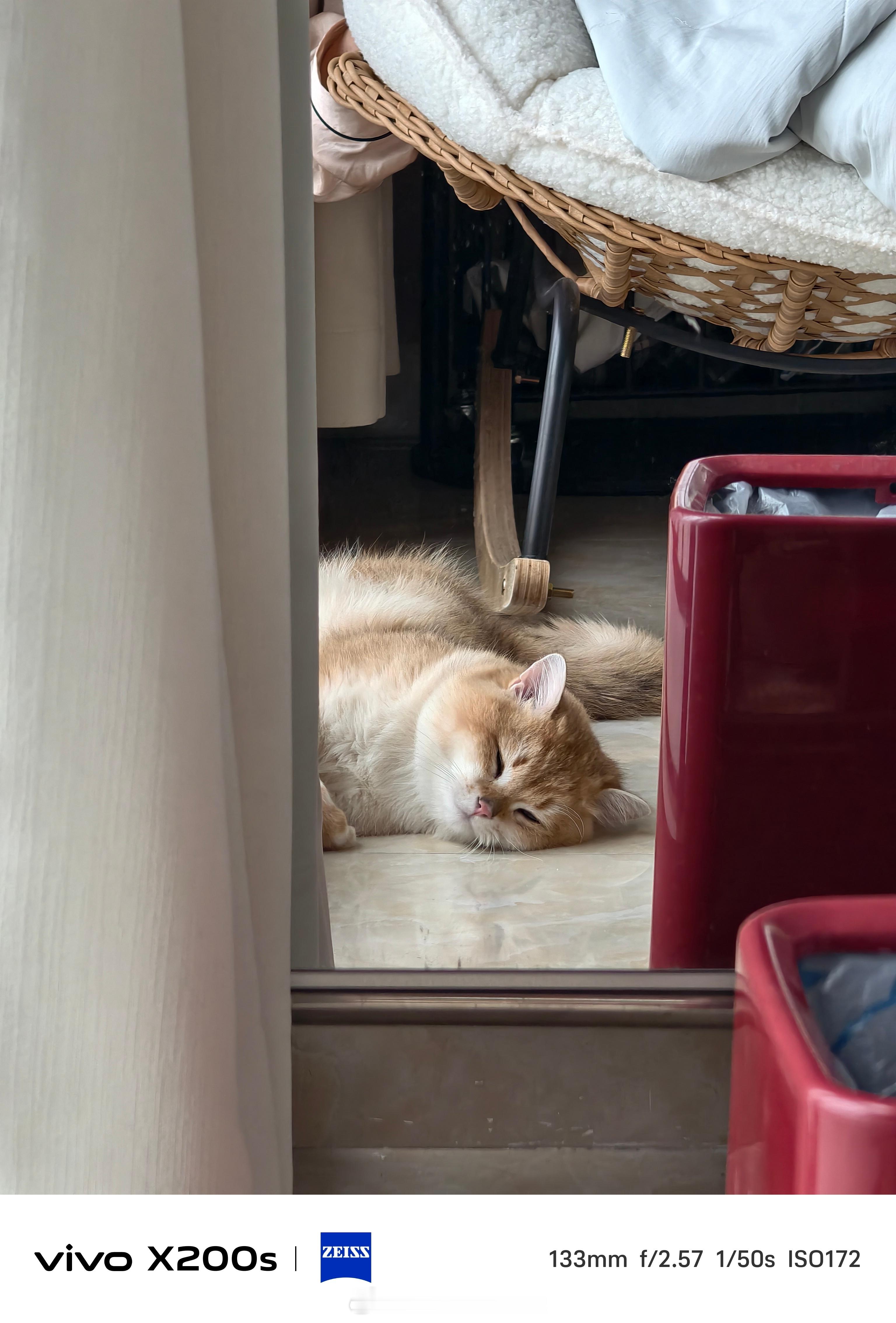 拍着拍着怎么到我摇椅的轮子下了不敢动[色] 猫 猛兽 ​​​