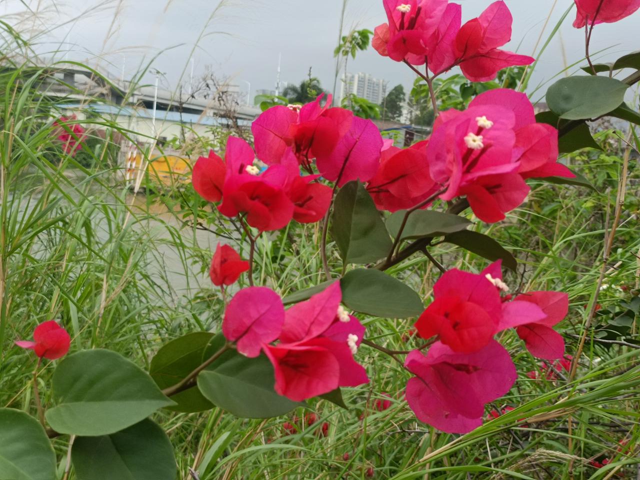 何须名苑看春风，
一路山花不负侬。
日日锦江呈锦样，
清溪倒照映山红。