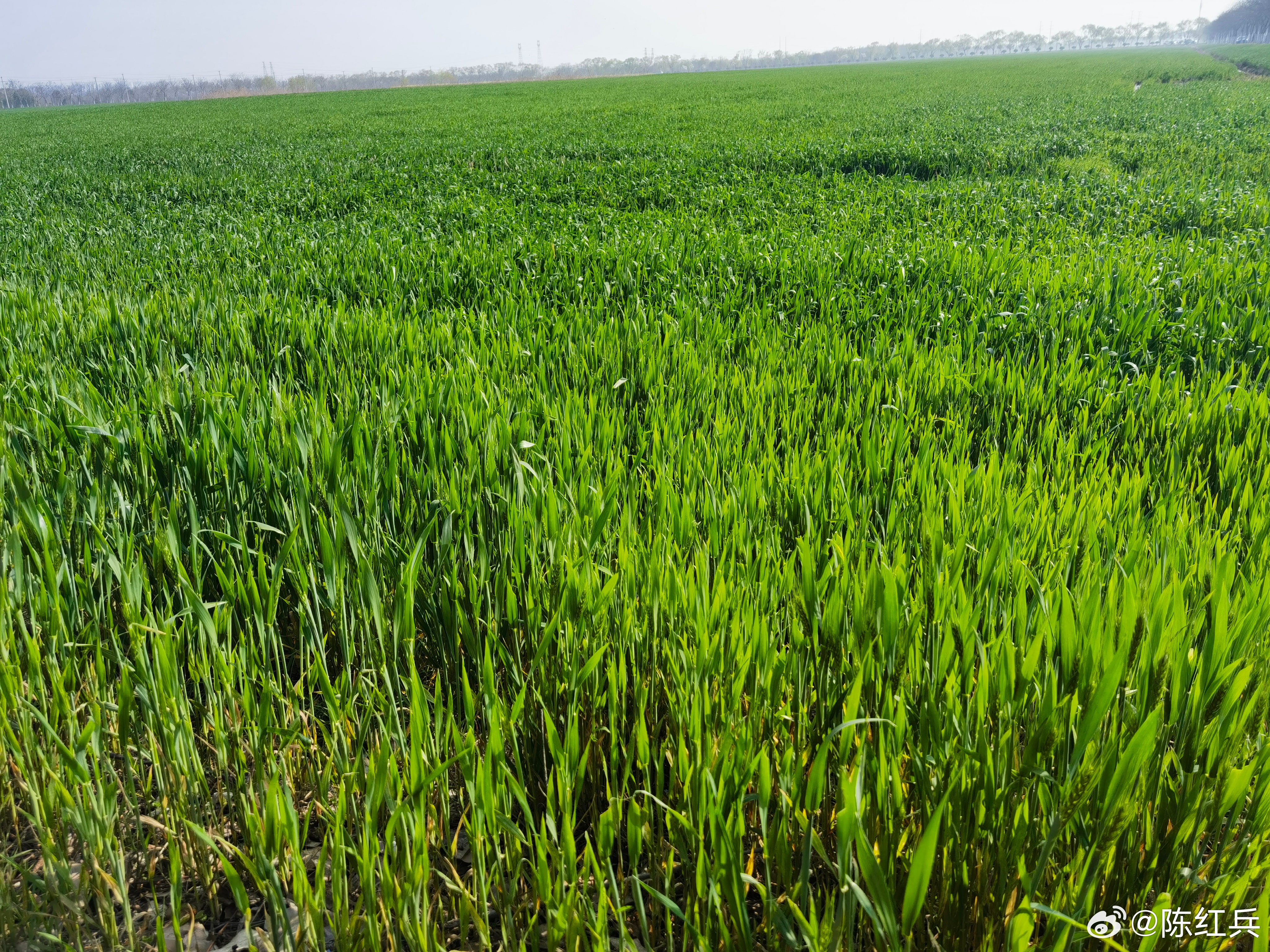 春 你们说这是韭菜、麦子还是草，三选一。 合肥·包河牛角大圩-四季花海