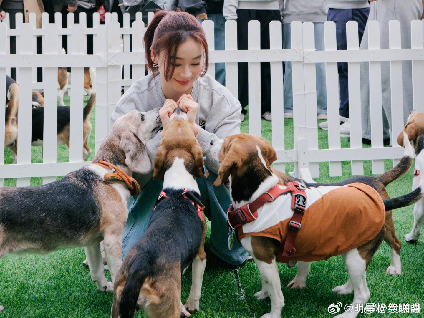 袁姗姗参加实验比格犬爱心活动袁姗姗领养了实验比格犬 袁姗姗不仅参加公开互动为实验