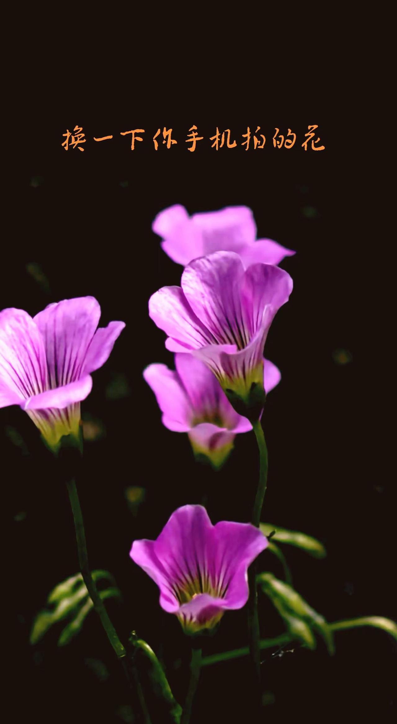 这是什么花？