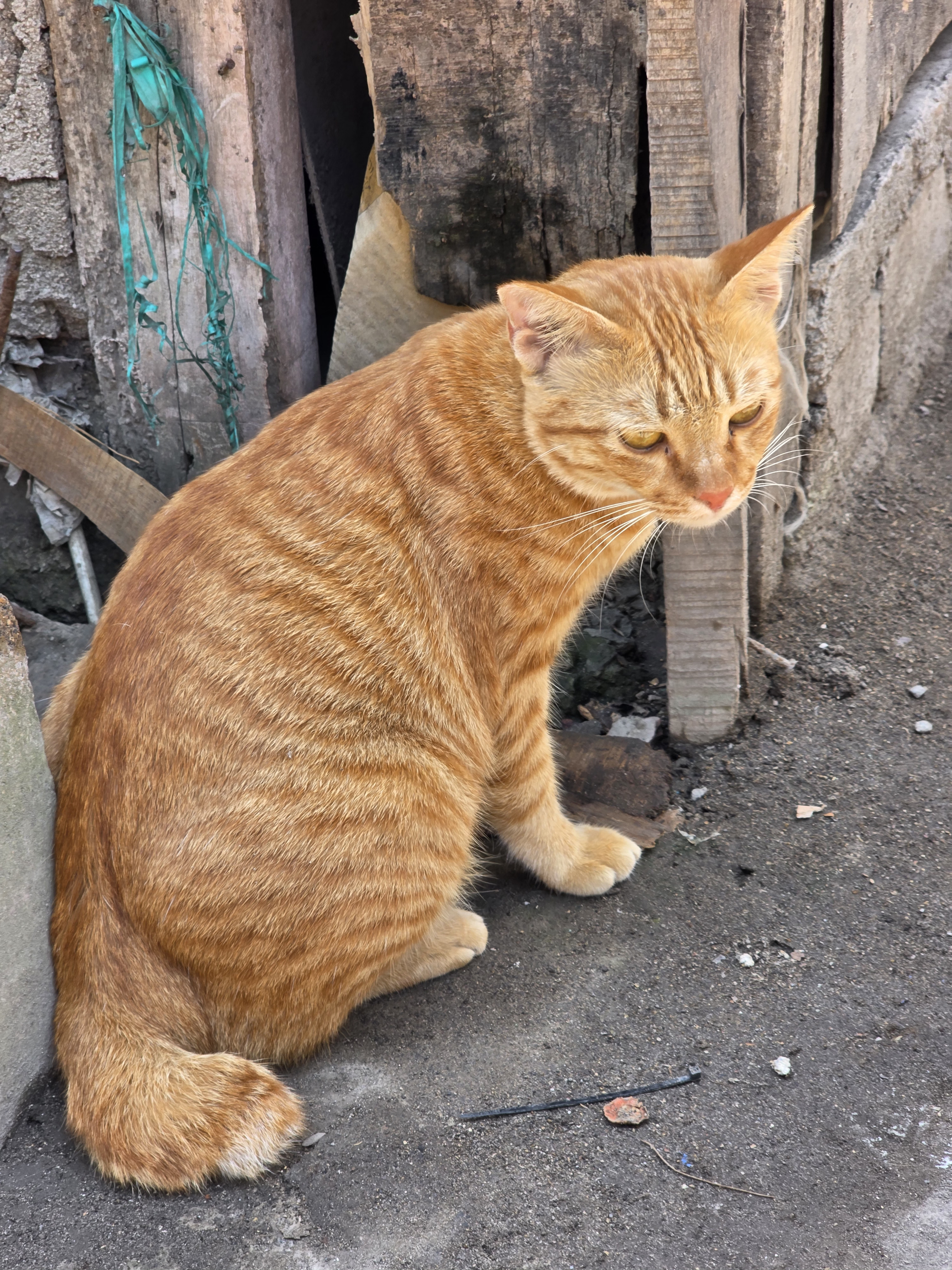 偶遇大肥猫吸猫[超话] ​​​