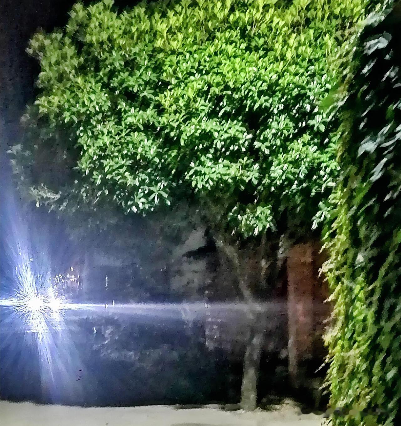 《绿树成荫（李林摄于汉中城固）》