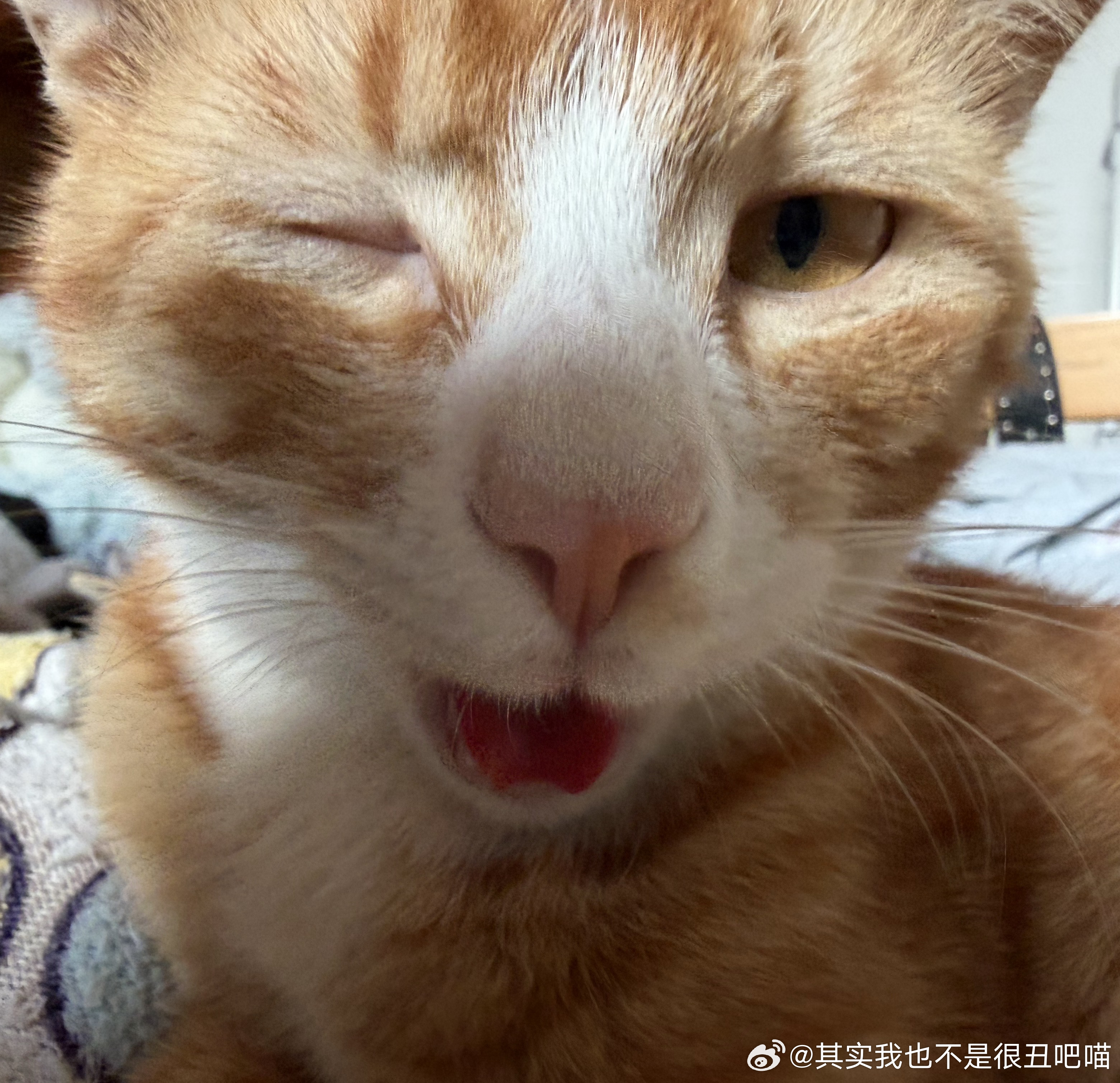 50305【丑猫】wink喜欢吗 