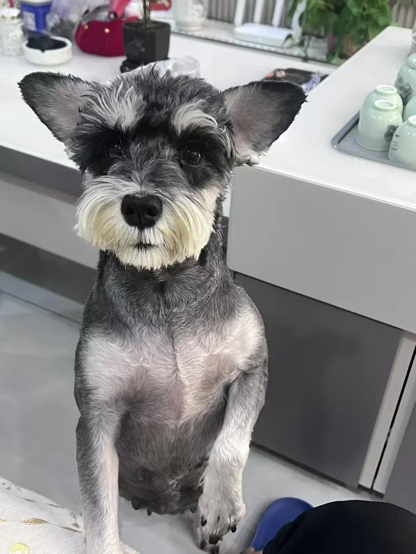 雪纳瑞出圈照！！！