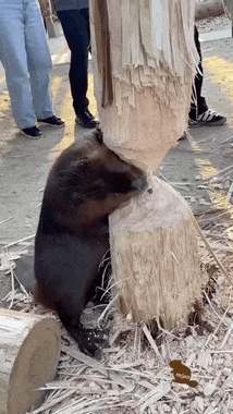 知道河狸的大板牙是怎么来的了吧