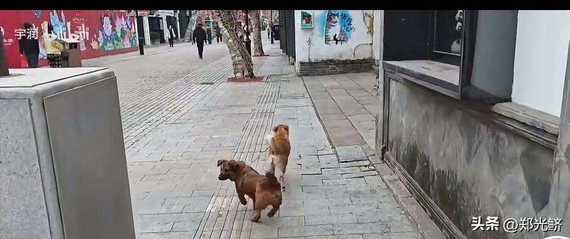 两条狗拴在一起
有两条狗拴在一起，这好比哪两个国家？
有谁知道？！