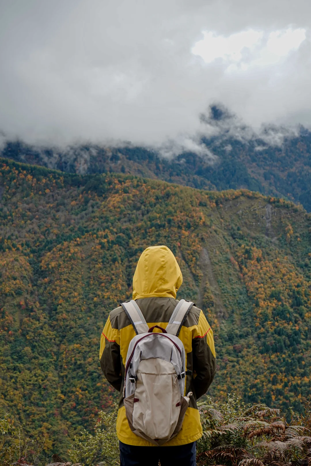 川西赏秋，只有0次和无数次，彩林已黄