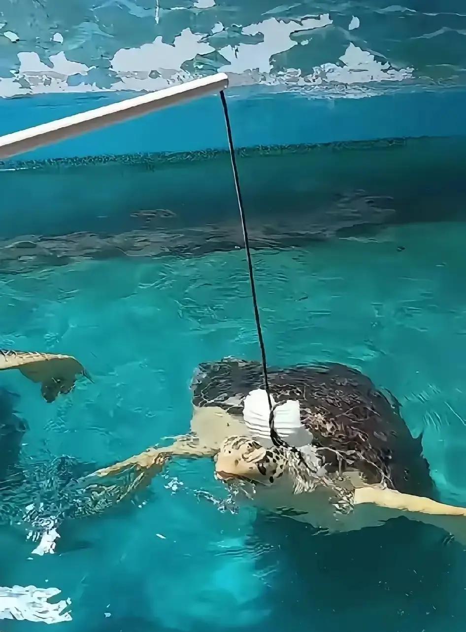 汪小菲“消失”？
酸辣粉卖到一半，他突然停播、换头像，只留下那三个字！
3号还在