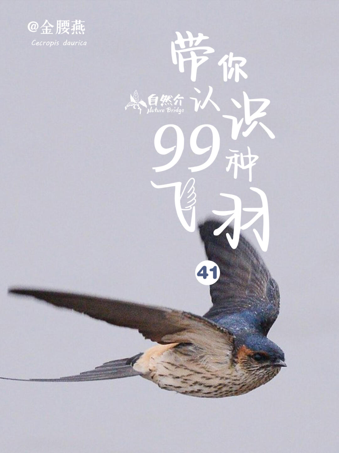带你认识99种飞羽
