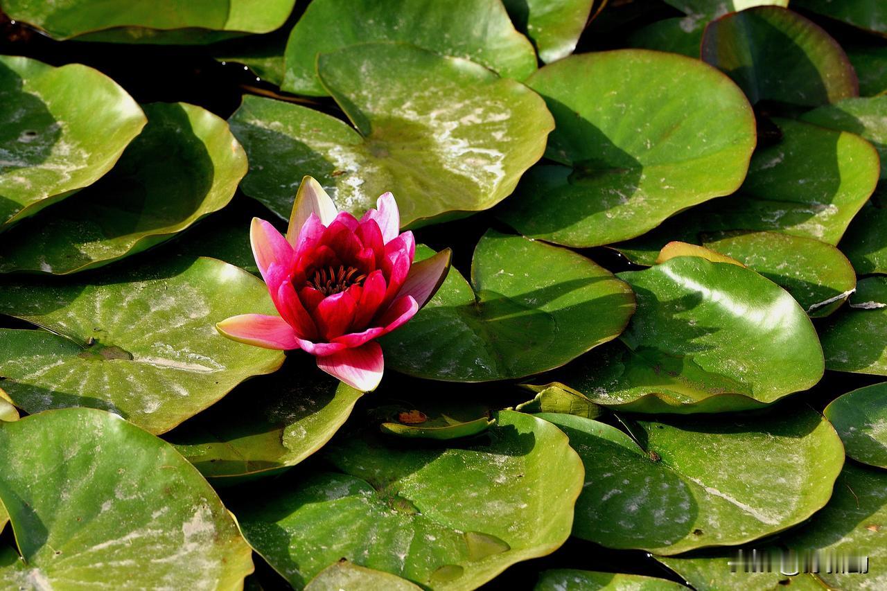 南湖公园四季掠影（七）
夏季景色：