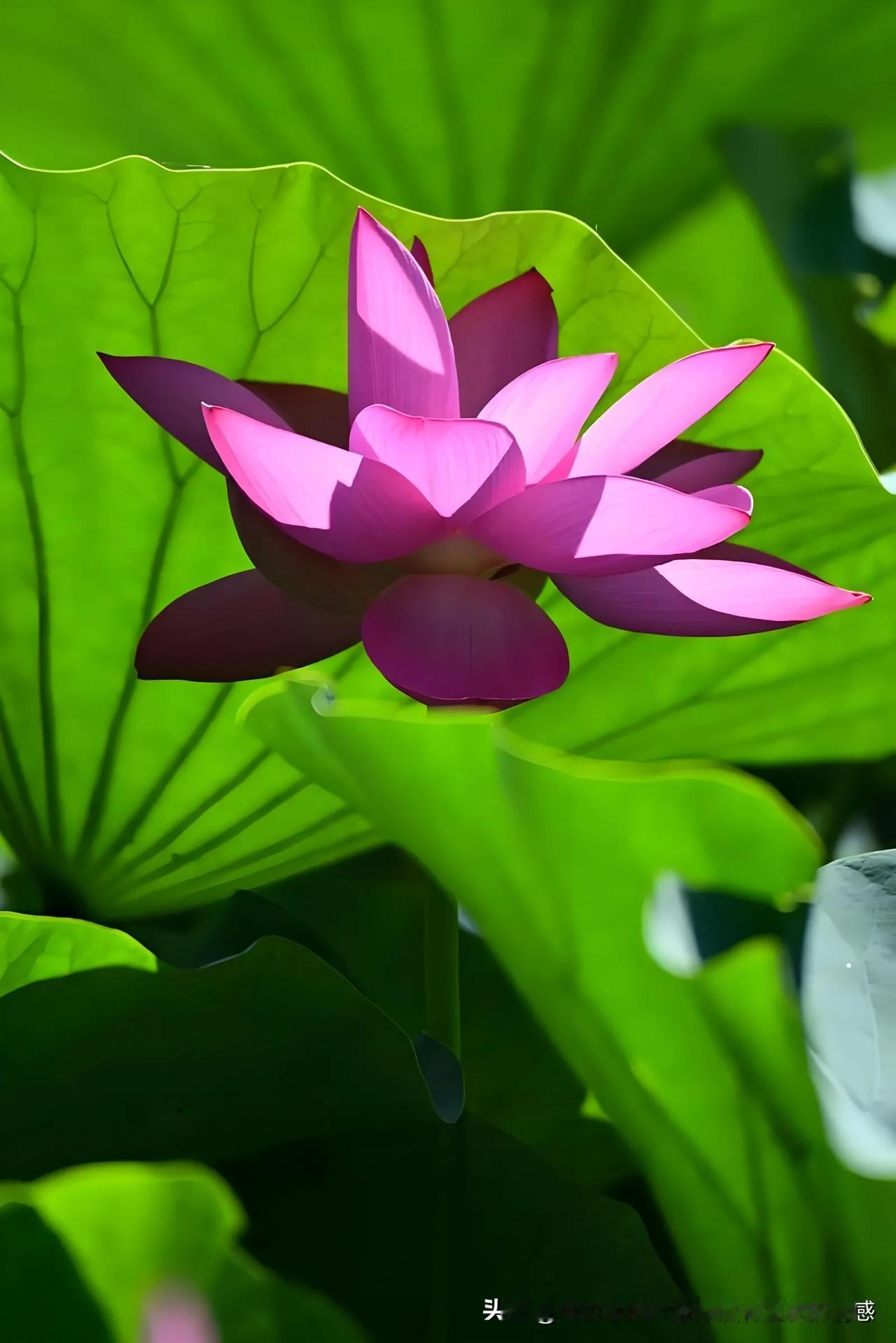 “荷叶生时春恨生，荷叶枯时秋恨成！”

当李商隐在曲江畔看尽荷叶的轮回，他真正看