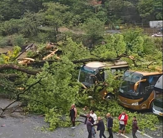 江西望仙谷，一棵百年老樟树被风吹倒，多辆大巴车被砸！

4月17日，江西上饶望仙