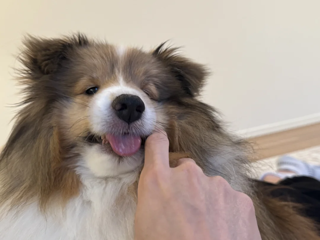 我可不是娇滴滴的公主