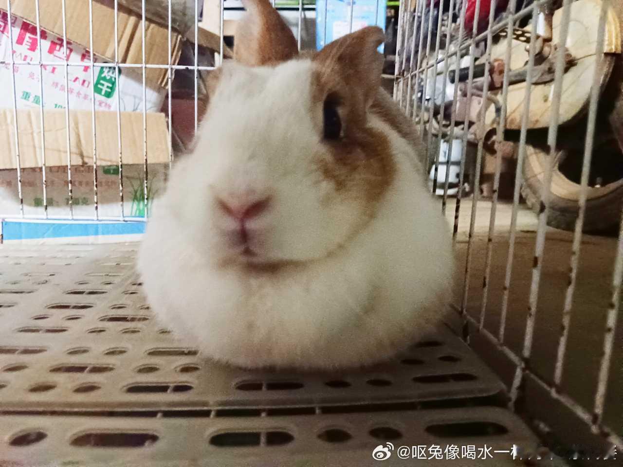 15030🐇【肥美】 ​​​